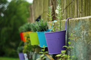 Vertical Gardening