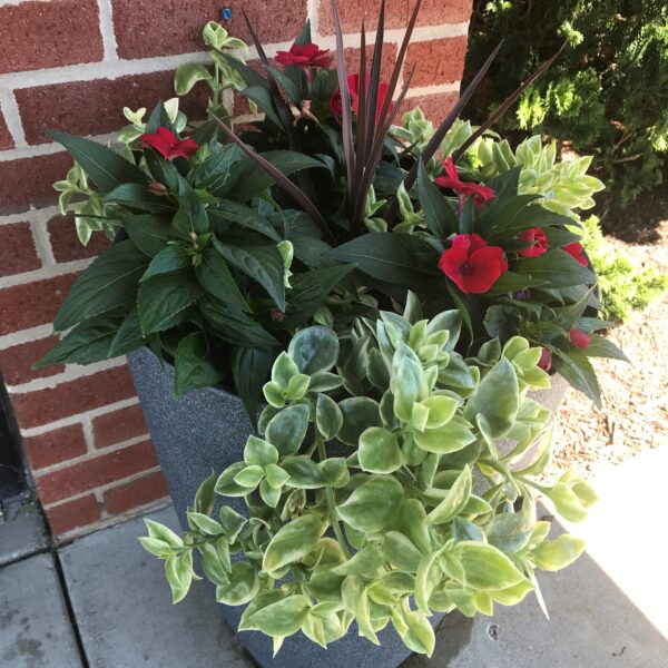 Indoor Gardening for Seniors