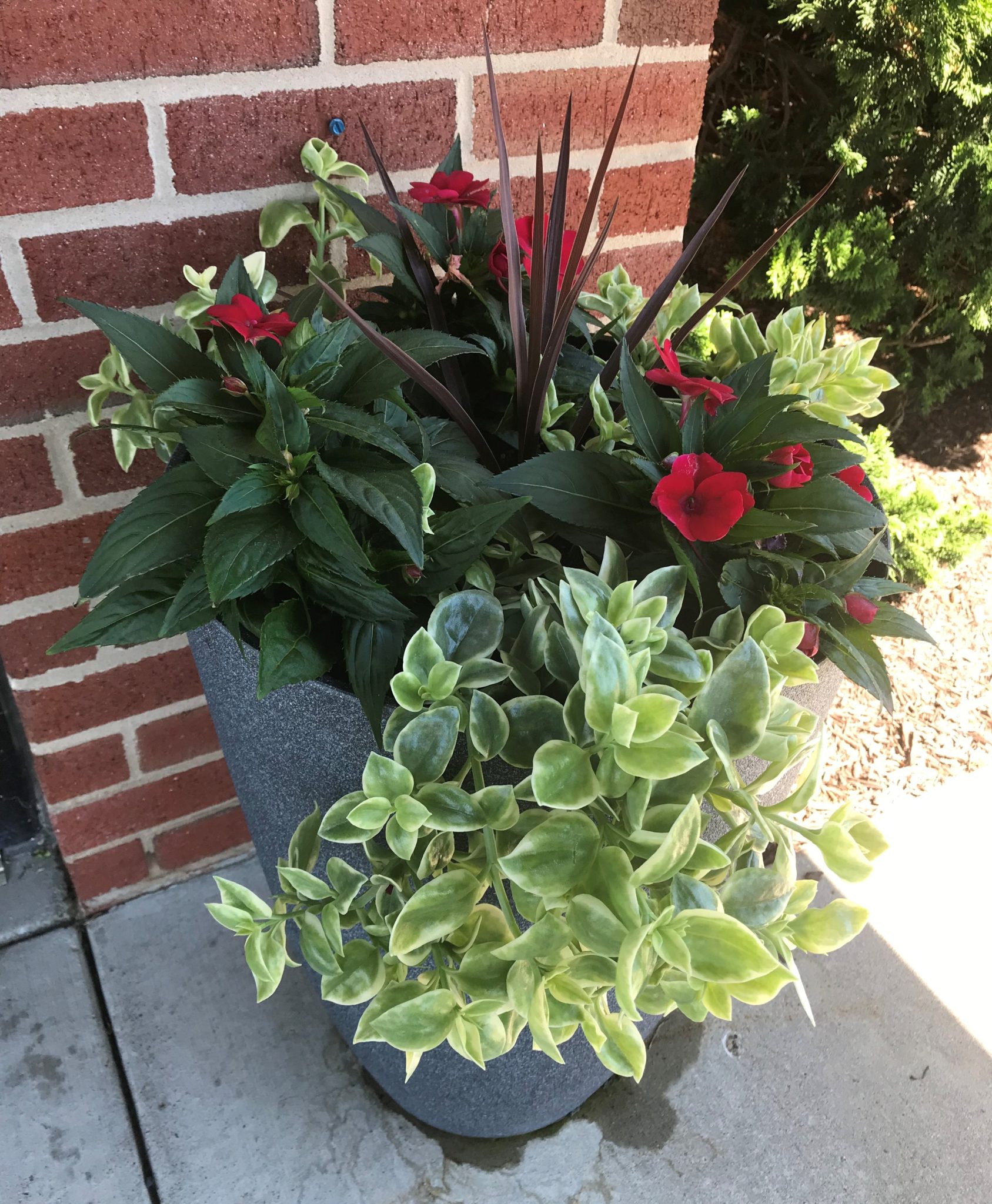 Indoor Gardening for Seniors